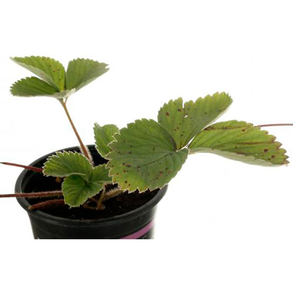 Саженец Клубника d12