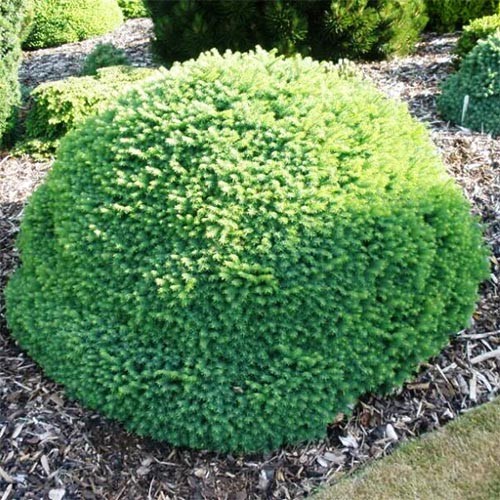 Растение Ель Карел d15/h30