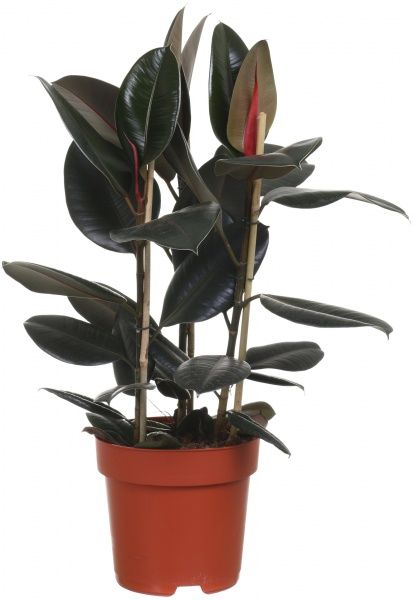 Растение комнатное Фикус Мелани 27х80