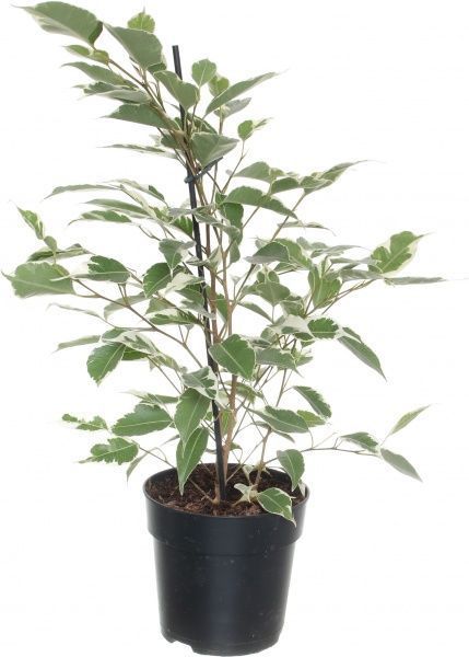 Растение Фикус benj. мікс 14/55