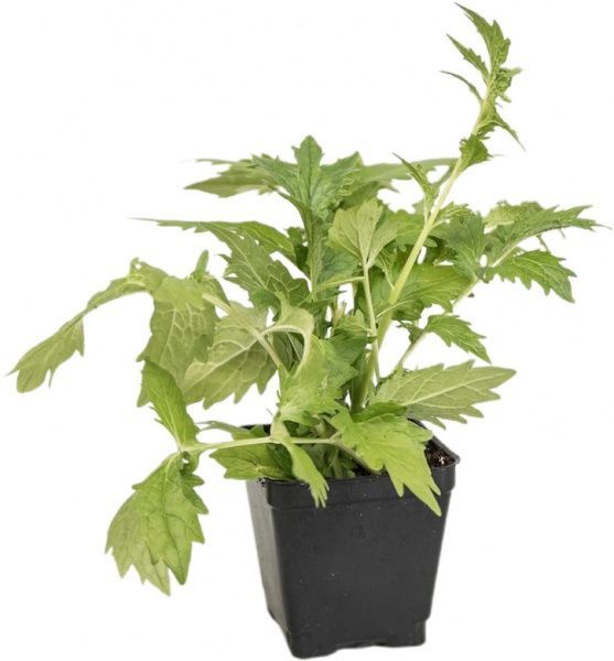 Растение Валерьяна лекарственая