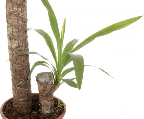 Растение комнатное Юкка 2рр 17/65
