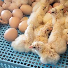 Инкубаторы