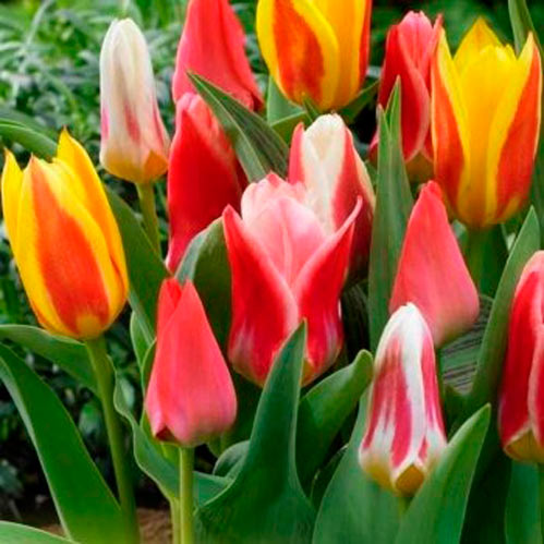 Луковица Яскрава Грейга смесь 3 шт. 