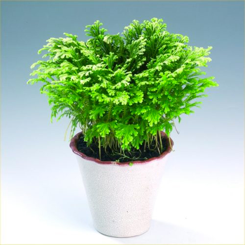 Растение комнатное Селагинелла Jori d15/h30