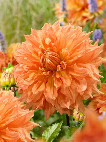 Корнеклубень TUBERBULB Export B.V. георгины динерплейт Бен Хьюстон 1 шт. 