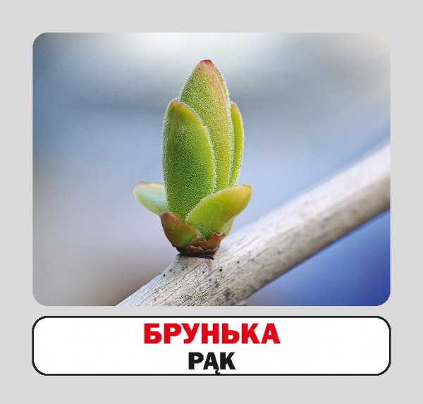 Книга «Пори року / Sezony. Набір карток» 9786177686070