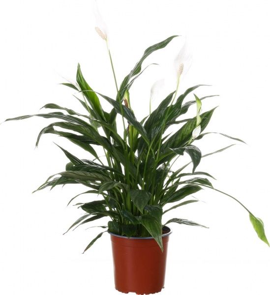 Растение комнатное Спатифиллум Сильвер 17x75 см