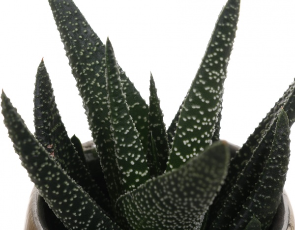 Рослина кімнатна Сукуленти кераміка (обличчя) mix 6 см