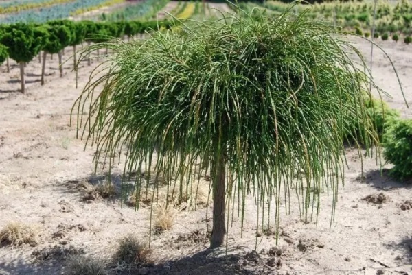 Рослина Туя на штамбі Віпкорд С7.5