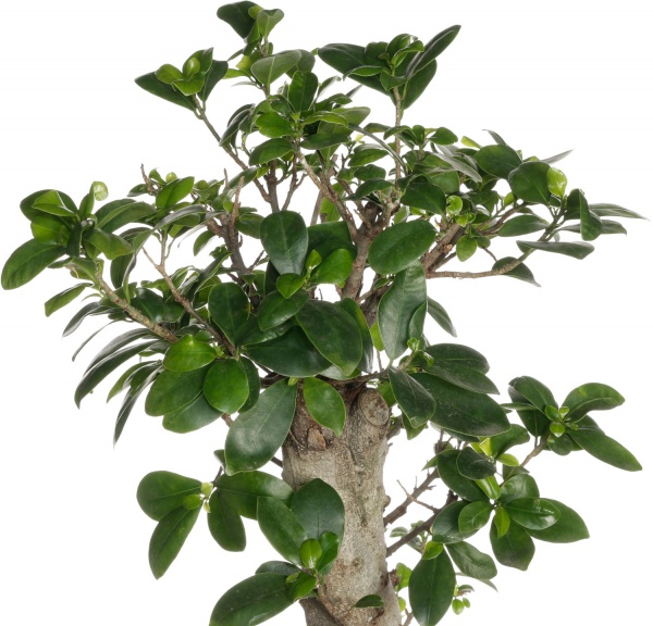 Растение комнатное Бонсай 35/100