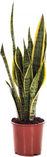 Растение Сансеверия d13