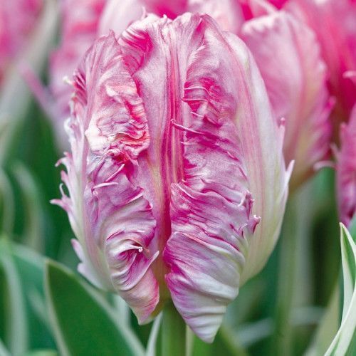 Луковица Яскрава Тюльпан попугайный Elsenburg 2 шт. 