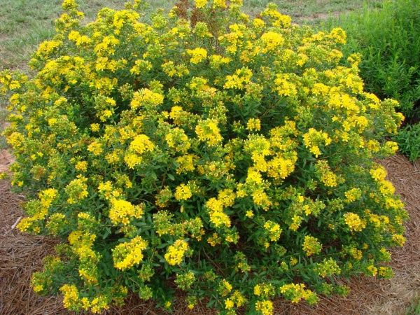 Семена Професійне насіння зверобой обыкновенный 0,1 г (4820176692009)