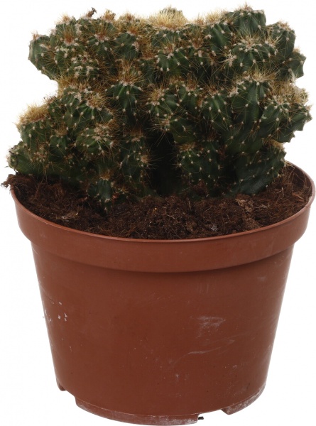 Растение Кактус микс d14/h20