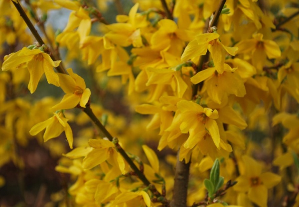 Растение Форзиция/Forsythia int. Lynwood С2, H 20-40