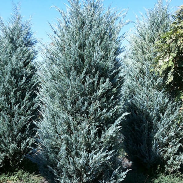 Растение Можжевельник чешуйчатый/ Juniperus scopulorum Moonglow С3, H 20-30