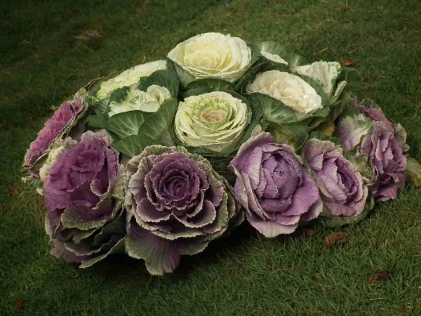 Растение Брассика 11x20 см