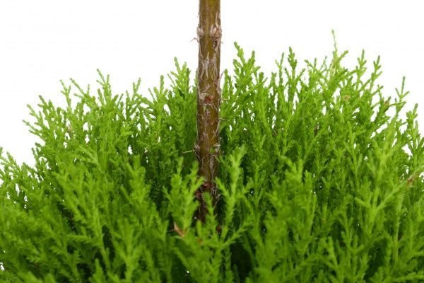 Растение Купресус 17х85 см штамб