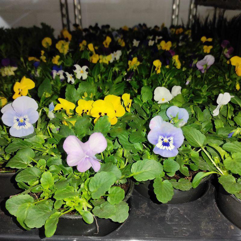 Рослина Віола дрібна 10*15 (вир-во Україна)