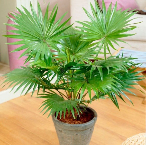 Растение Пальма Ливинстона 17/70