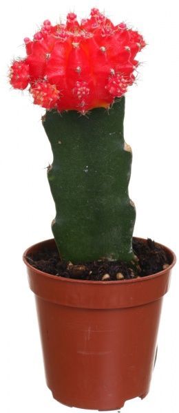 Растение Гимнокальциум микс 15x8,5 см
