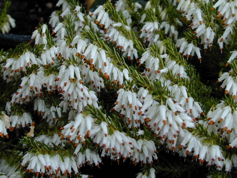 Растение Эрика 11х20 белая