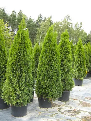 Растение Туя западная / Thuja occidentalis Smaragd (Spiral), С20