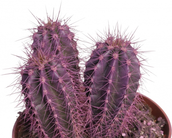 Рослина Кактус різнокольоровий 10/15