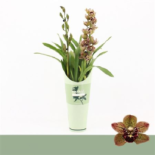 Растение Цимбидиум (орхидея) 12х60 2 ствола тигровый Magic Bird