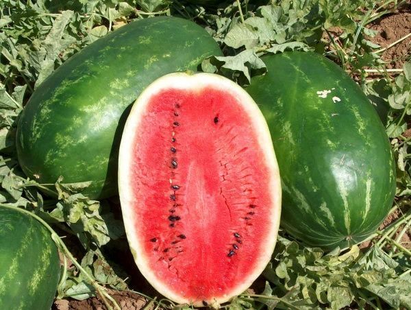 Семена Професійне насіння арбуз Эрли Саманта F1 8 шт. (4820176693877)