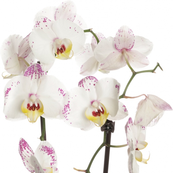 Растение комнатное Фаленопсис микс 1 ствол 12/60-70