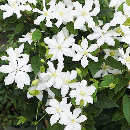 Растение Клематис белый d15/h65