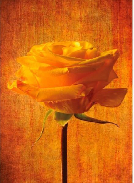 Картина Жовта роза 56x80 см Posterclub 