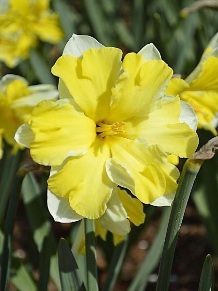 Луковица TUBERBULB Export B.V. нарцисса Кассата 3 шт. 