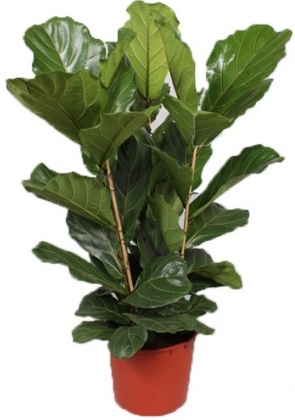 Растение Фикус лирата d24/h130