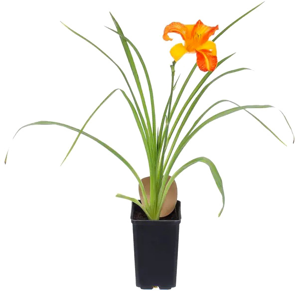 Растение Лілейник видовий С2