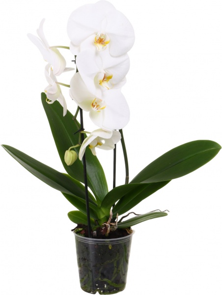 Растение комнатное Фаленопсис каскад 1 ветка d12/h55