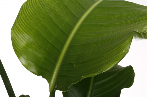 Растение комнатное Стрилиция 19/100 Николая