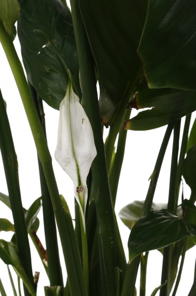 Растение Спатифиллум Свит промо d19/h80