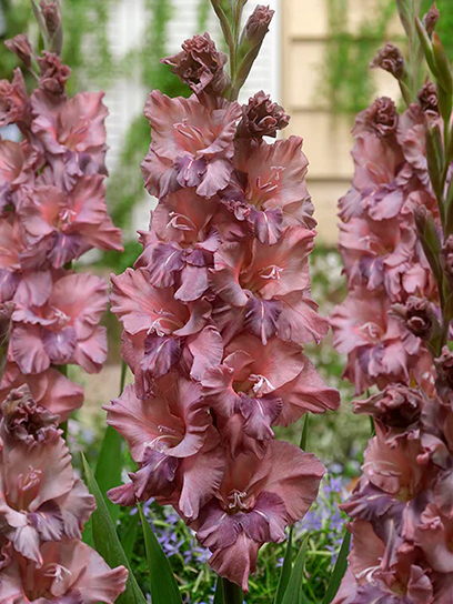 Бульбоцибулина TUBERBULB Export B.V. гладіолуса Расті Чеснат 3 шт.