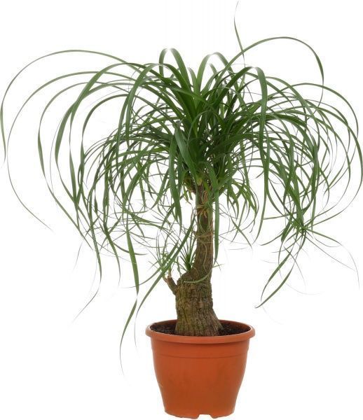 Растение комнатное Бокарнея на штамбе 24x80 см
