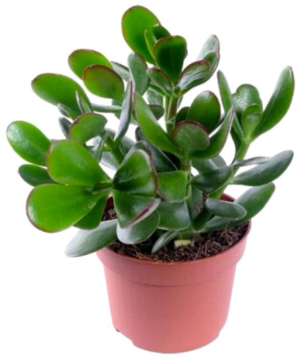 Рослина кімнатна Красула d12
