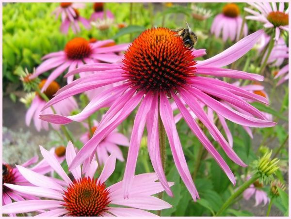 Семена Професійне насіння эхинацея лекарственная 0,1 г (4823058203553)