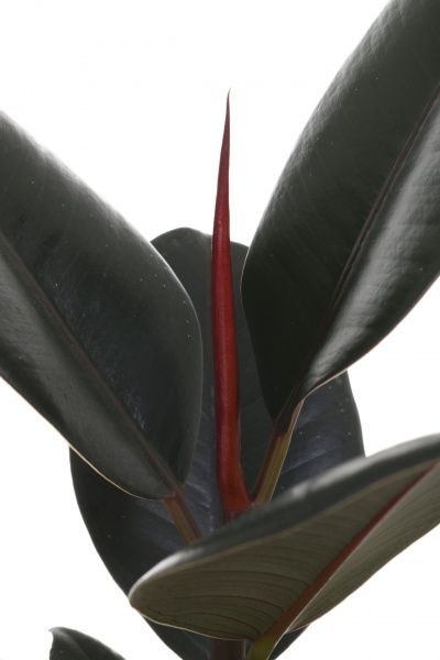 Растение комнатное Фикус Еластика Абиджан 12х40