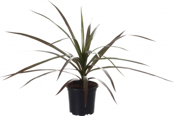 Рослина кімнатна Плантмікс 09//20