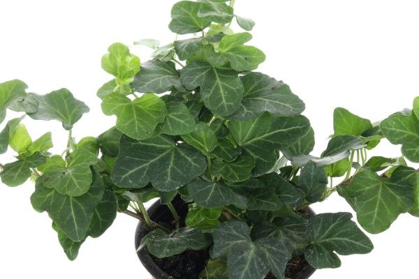 Растение комнатное Плющ 12x55 см