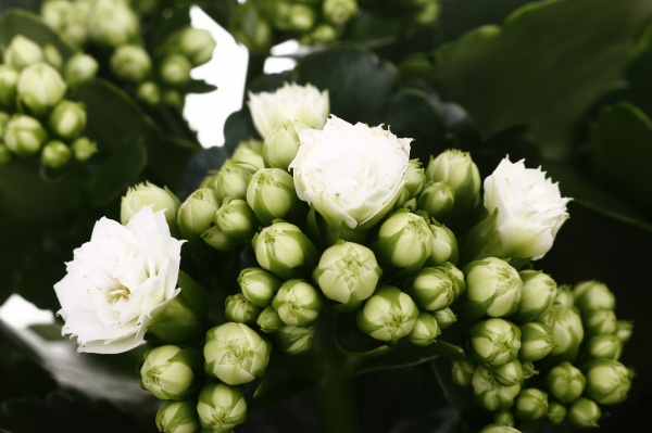 Растение комнатное Каланхоэ микс 15/27