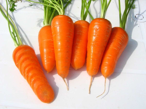 Насіння Професійне насіння морква Шантане Ред Кор 10г (4820176692207)