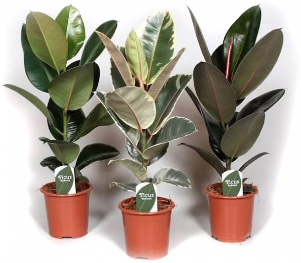 Растение Фикус эластика микс 9/15